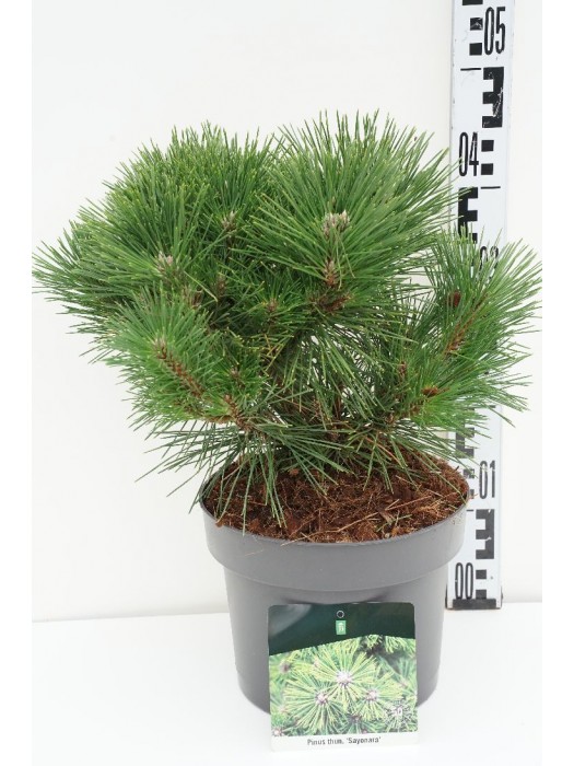 Pušis tunbergo (Lot Pinus thunbergii) 'Sayonara' C5/P23 30-40 CM-PUŠYS-SPYGLIUOČIAI