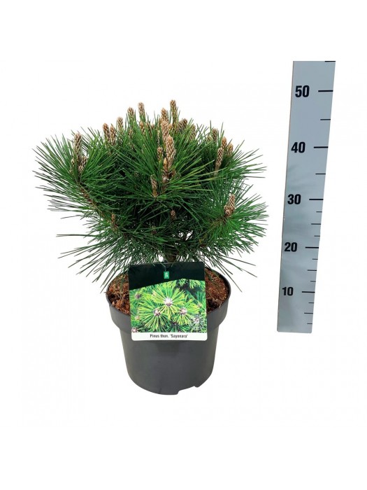 Pušis tunbergo (Lot Pinus thunbergii) 'Sayonara' C5/P23 25-30 CM-PUŠYS-SPYGLIUOČIAI