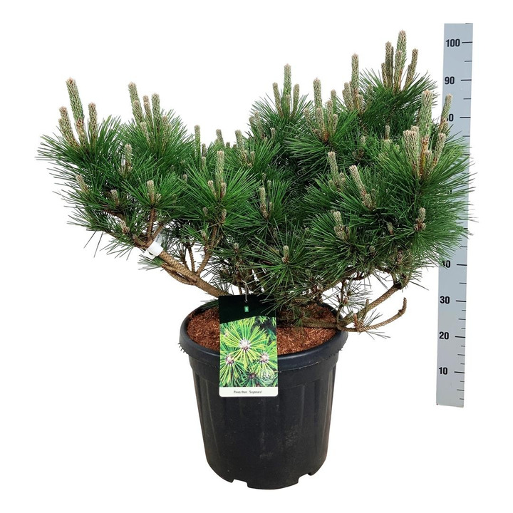 Pušis tunbergo (Lot Pinus thunbergii) 'Sayonara' C30 60-80 CM-PUŠYS-SPYGLIUOČIAI