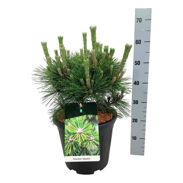 Pušis tunbergo (Lot Pinus thunbergii) 'Sayonara' C15 30-40 CM-PUŠYS-SPYGLIUOČIAI