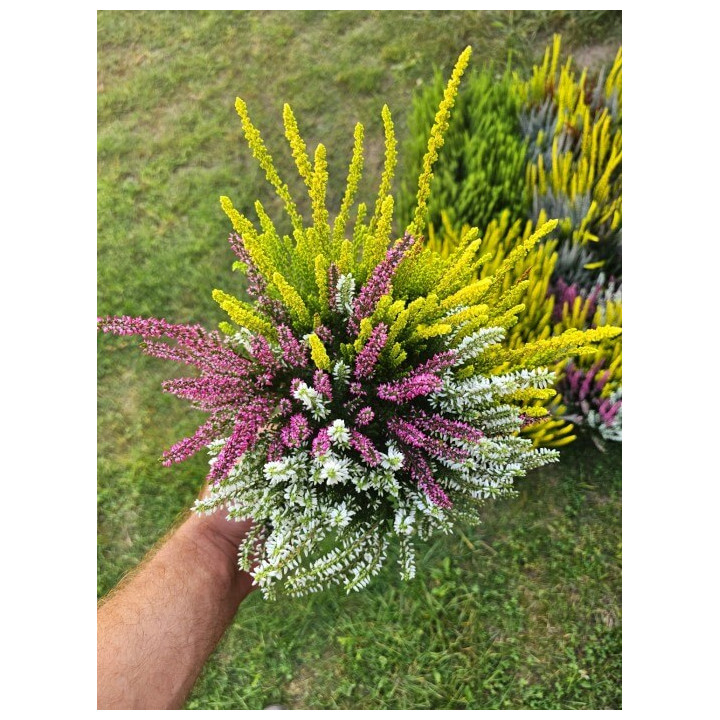 Viržis (Lot. Calluna Vulgaris) GARDEN GIRL TRIO | VIRŽIAI | DAUGIAMETĖS GĖLĖS