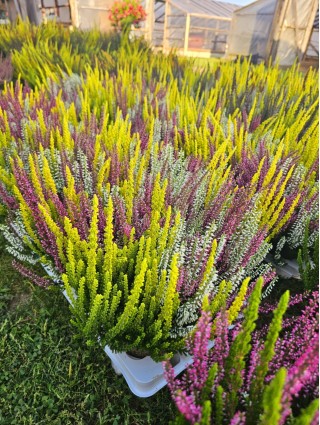 Viržis (Lot. Calluna Vulgaris) GARDEN GIRL TRIO-VIRŽIAI-DAUGIAMETĖS GĖLĖS