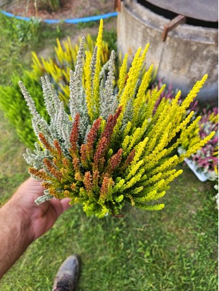 (Lot. Calluna Vulgaris) GARDEN GIRL SUNSET TRIO-VIRŽIAI-DAUGIAMETĖS GĖLĖS