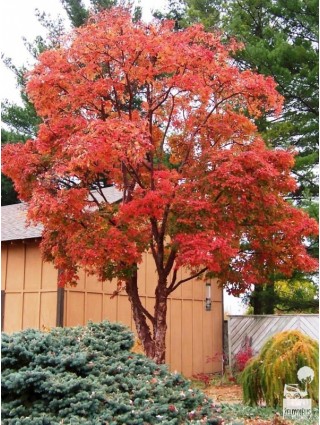 Klevas pilkasis (Lot Acer griseum) C7,5/P26 60-80 CM-KLEVAI-MEDŽIAI