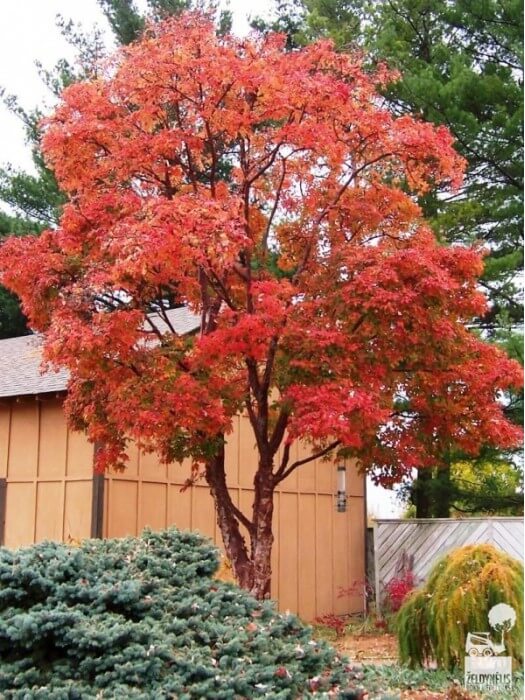 Klevas pilkasis (Lot Acer griseum) C7,5/P26 60-80 CM-KLEVAI-MEDŽIAI