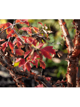 Klevas pilkasis (Lot Acer griseum) C7,5/P26 60-80 CM-KLEVAI-MEDŽIAI