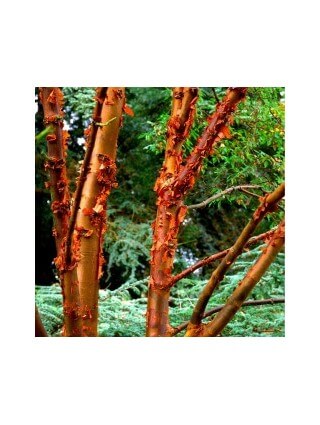 Klevas pilkasis (Lot Acer griseum) C7,5/P26 60-80 CM-KLEVAI-MEDŽIAI