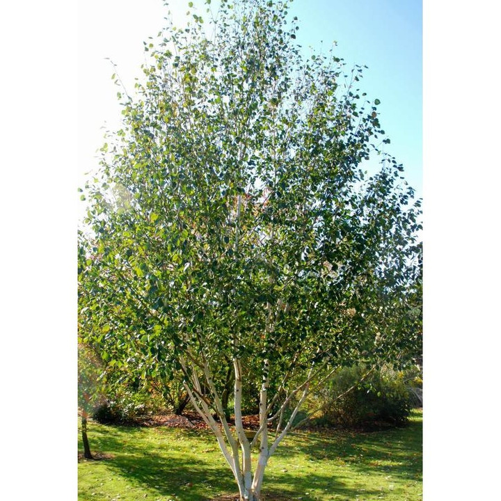 Beržas himalajinis (Lot Betula ut.) 'Doorenbos' (DAUGIAKAMIENIS) C35 300-340 CM-BERŽAI-MEDŽIAI