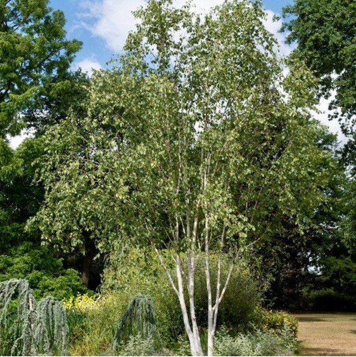 Beržas himalajinis (Lot Betula ut.) 'Doorenbos' (DAUGIAKAMIENIS) C35 300-340 CM-BERŽAI-MEDŽIAI
