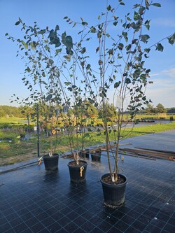Beržas himalajinis (Lot Betula ut.) 'Doorenbos' (DAUGIAKAMIENIS)  C35 300-340 CM - nuotrauka 4