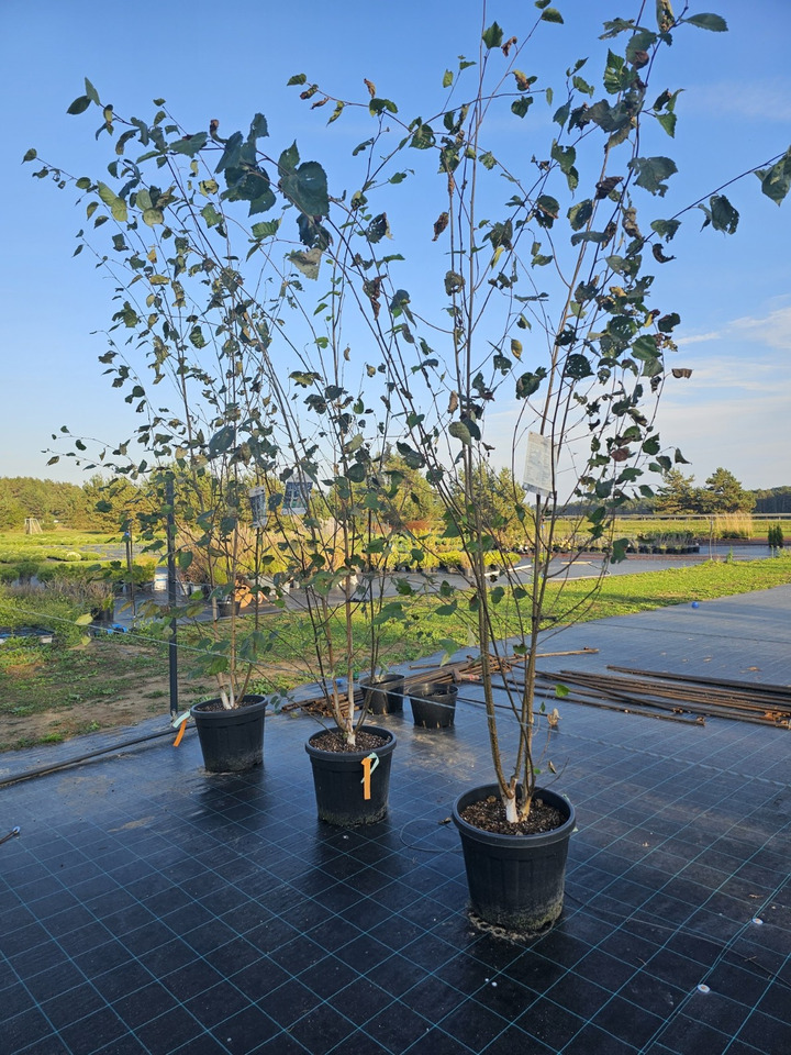 Beržas himalajinis (Lot Betula ut.) 'Doorenbos' (DAUGIAKAMIENIS) C35 300-340 CM | BERŽAI | MEDŽIAI