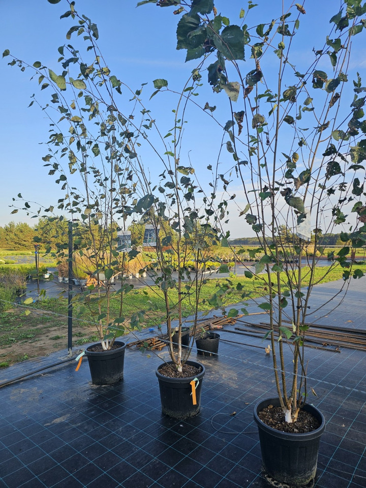 Beržas himalajinis (Lot Betula ut.) 'Doorenbos' (DAUGIAKAMIENIS) C35 300-340 CM | BERŽAI | MEDŽIAI