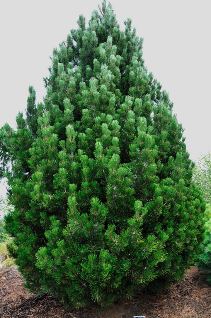 Pušis Baltažievė (Lot Pinus Heldreichii) 'COMPACT GEM' C30 80-90 CM