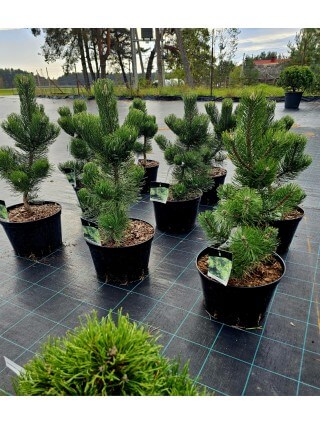 Pušis Juodoji (Lot Pinus Nigra) 'Oregon Green' C15 60-70CM-PUŠYS-SPYGLIUOČIAI