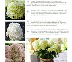 Šluotelinė Hortenzija GARDEN LIGHTS series “WHITELIGHT” C5 - nuotrauka 4