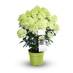 Šluotelinė Hortenzija GARDEN LIGHTS series “WHITELIGHT” C5 - nuotrauka 5