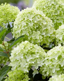 Šluotelinė Hortenzija GARDEN LIGHTS series “WHITELIGHT” C5 - nuotrauka 3