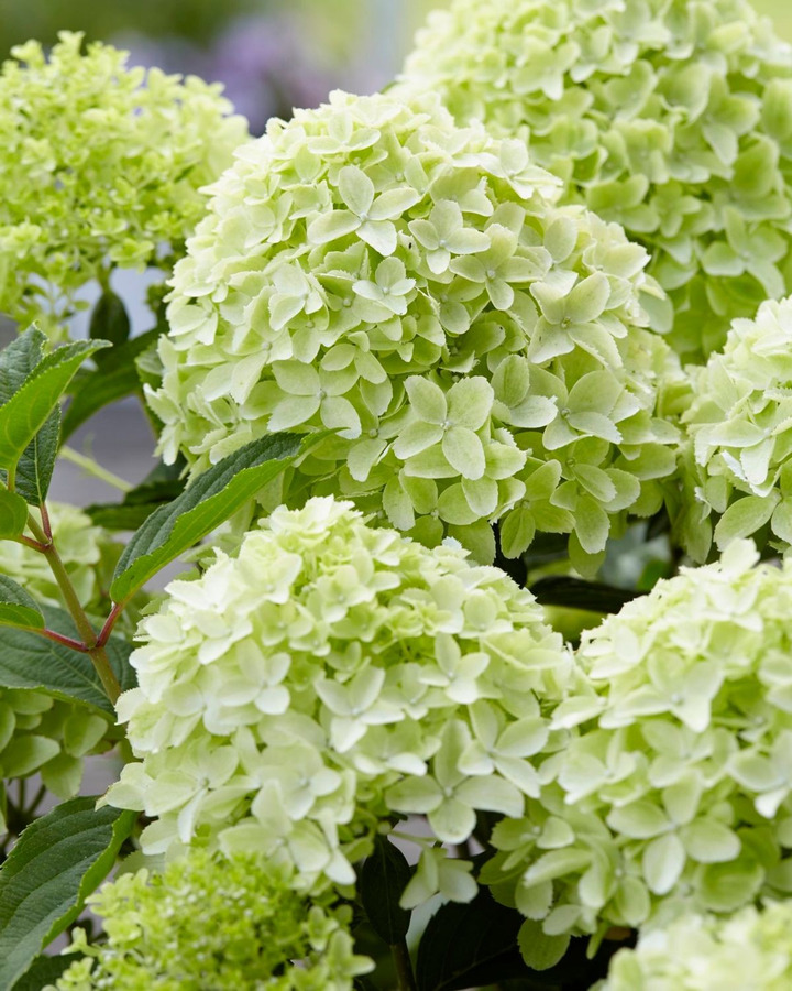 Šluotelinė Hortenzija GARDEN LIGHTS series “WHITELIGHT” C15-GARDENLIGHT® KOLEKCIJA-HORTENZIJOS
