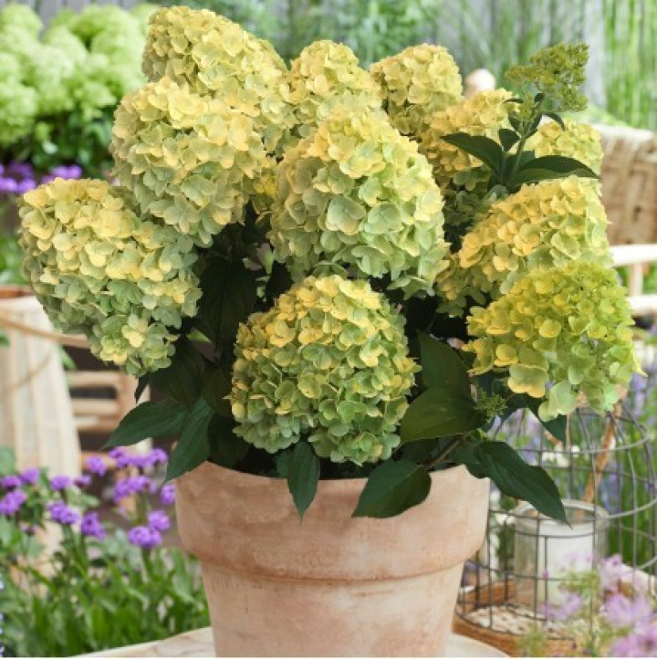 Šluotelinė Hortenzija GARDEN LIGHTS series "LEMONLIGHT” C5 60-70CM-GARDENLIGHT® KOLEKCIJA-HORTENZIJOS