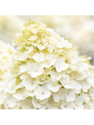 Šluotelinė hortenzija (Lot Hydrangea pan.) 'Little Blossom' C2-ŠLUOTELINĖS HORTENZIJOS-HORTENZIJOS