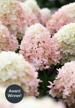 Šluotelinė hortenzija (Lot Hydrangea pan.) 'Living Colourful Cocktail® ' C2 - nuotrauka 2