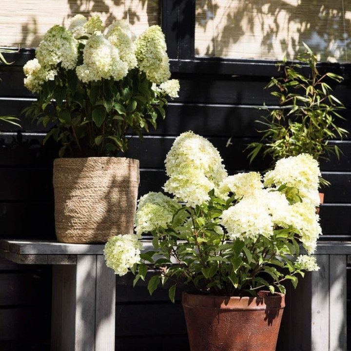 Šluotelinė hortenzija (Lot Hydrangea pan.) 'Living Little Passion®'  C2-ŠLUOTELINĖS HORTENZIJOS-HORTENZIJOS