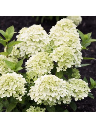 Šluotelinė hortenzija (Lot Hydrangea pan.) 'Living Little Passion®'  C2-ŠLUOTELINĖS HORTENZIJOS-HORTENZIJOS