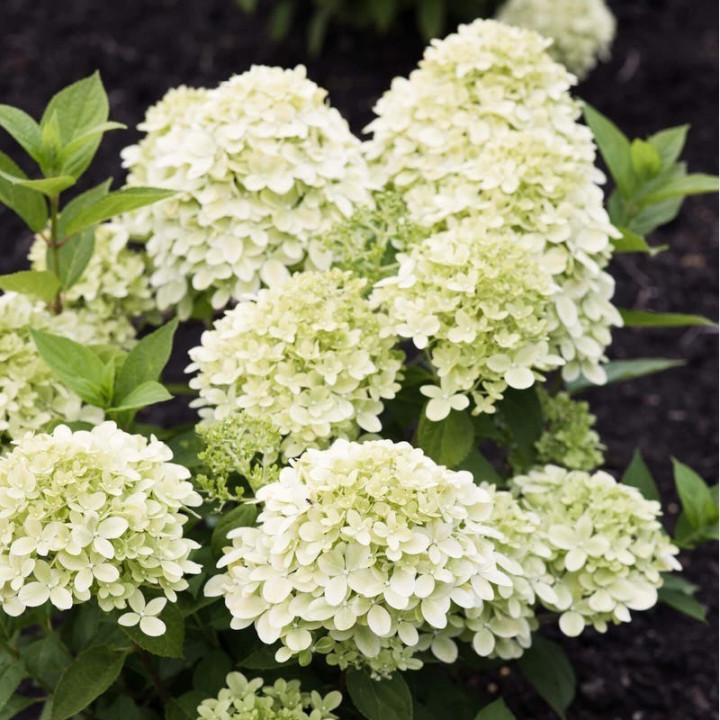 Šluotelinė hortenzija (Lot Hydrangea pan.) 'Living Little Passion®'  C2-ŠLUOTELINĖS HORTENZIJOS-HORTENZIJOS