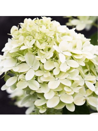 Šluotelinė hortenzija (Lot Hydrangea pan.) 'Living Little Passion®'  C2-ŠLUOTELINĖS HORTENZIJOS-HORTENZIJOS
