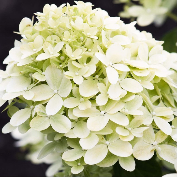 Šluotelinė hortenzija (Lot Hydrangea pan.) 'Living Little Passion®'  C2-ŠLUOTELINĖS HORTENZIJOS-HORTENZIJOS