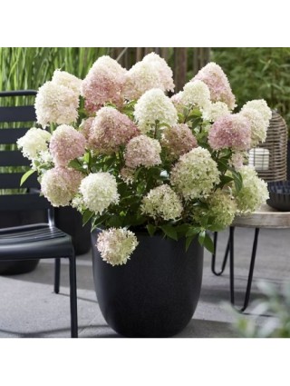 Šluotelinė hortenzija (Lot Hydrangea pan.) 'Living Little Love®' C2-ŠLUOTELINĖS HORTENZIJOS-HORTENZIJOS