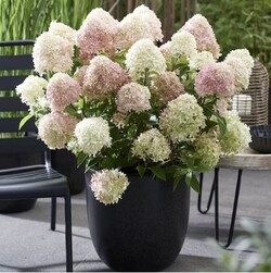 Šluotelinė hortenzija (Lot Hydrangea pan.) 'Living Little Love®' PBR C3 - nuotrauka 4