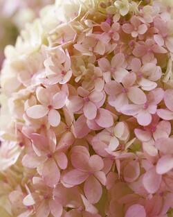 Šluotelinė hortenzija (Lot Hydrangea pan.) 'Living Little Love®' PBR C3 - nuotrauka 2