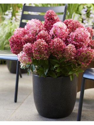 Šluotelinė hortenzija (Lot Hydrangea pan.) 'Living Little Rosy®' C2-ŠLUOTELINĖS HORTENZIJOS-HORTENZIJOS