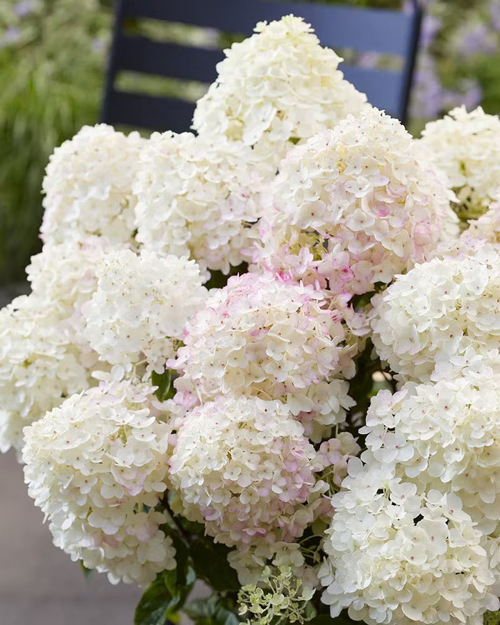 Šluotelinė hortenzija (Lot Hydrangea pan.) 'Living Little Rosy®' C2-ŠLUOTELINĖS HORTENZIJOS-HORTENZIJOS