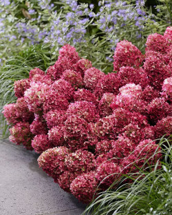 Šluotelinė hortenzija (Lot Hydrangea pan.) 'Living Little Rosy®' C2 - nuotrauka 4
