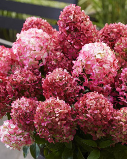Šluotelinė hortenzija (Lot Hydrangea pan.) 'Living Little Rosy®' C2 - nuotrauka 3