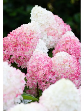 Šluotelinė hortenzija (Lot Hydrangea pan.)'Living Pink & Rose®'  C2-ŠLUOTELINĖS HORTENZIJOS-HORTENZIJOS