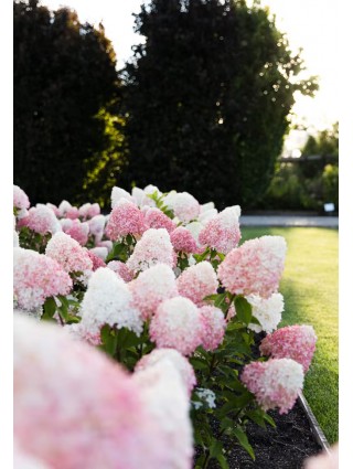 Šluotelinė hortenzija (Lot Hydrangea pan.)'Living Pink & Rose®'  C2-ŠLUOTELINĖS HORTENZIJOS-HORTENZIJOS
