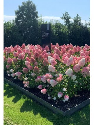 Šluotelinė hortenzija (Lot Hydrangea pan.)'Living Pink & Rose®'  C2-ŠLUOTELINĖS HORTENZIJOS-HORTENZIJOS