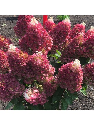 Šluotelinė hortenzija (Lot Hydrangea pan.) 'Living Red Velvet®'  C2-ŠLUOTELINĖS HORTENZIJOS-HORTENZIJOS