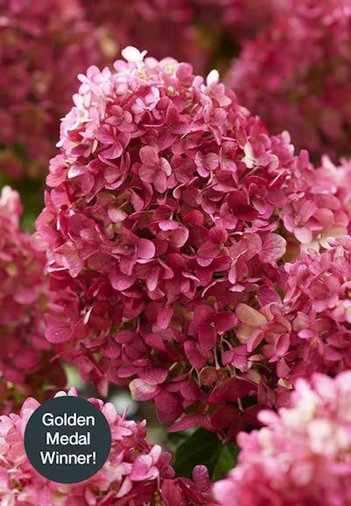 Šluotelinė hortenzija (Lot Hydrangea pan.) 'Living Red Velvet®'  C2-ŠLUOTELINĖS HORTENZIJOS-HORTENZIJOS