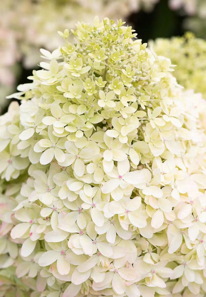 Šluotelinė hortenzija (Lot Hydrangea pan.) 'Living Royal Flower'  C2-ŠLUOTELINĖS HORTENZIJOS-HORTENZIJOS