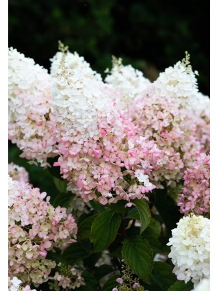 Šluotelinė hortenzija (Lot Hydrangea pan.) 'Living Strawberry Blossom®'  C2-ŠLUOTELINĖS HORTENZIJOS-HORTENZIJOS