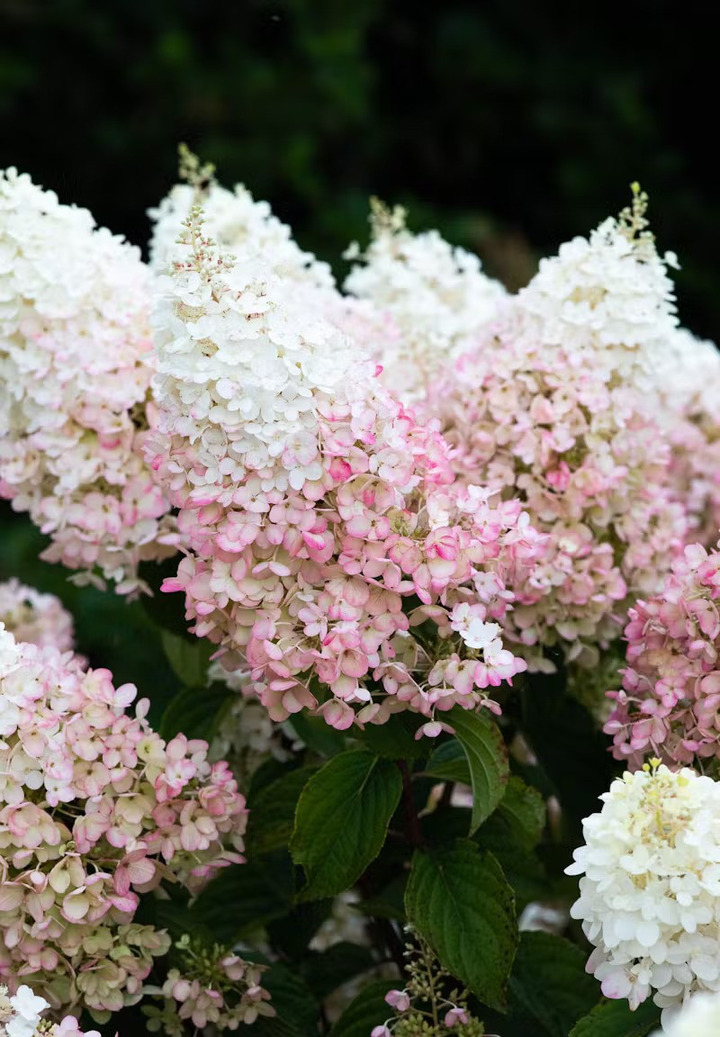 Šluotelinė hortenzija (Lot Hydrangea pan.) 'Living Strawberry Blossom®'  C2-ŠLUOTELINĖS HORTENZIJOS-HORTENZIJOS