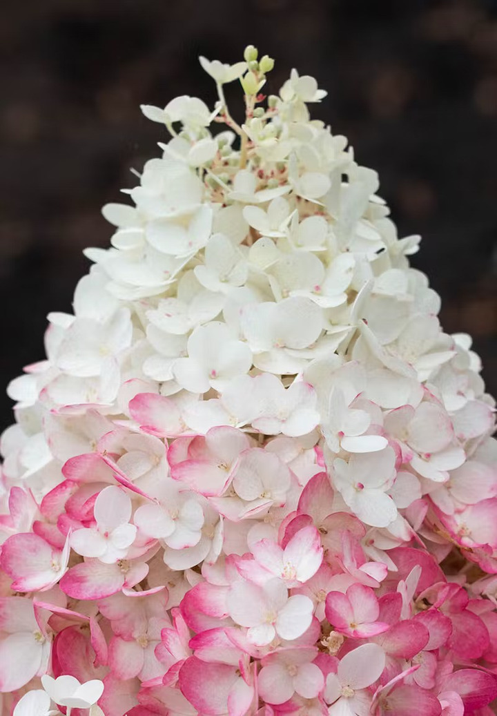 Šluotelinė hortenzija (Lot Hydrangea pan.) 'Living Strawberry Blossom®'  C2-ŠLUOTELINĖS HORTENZIJOS-HORTENZIJOS