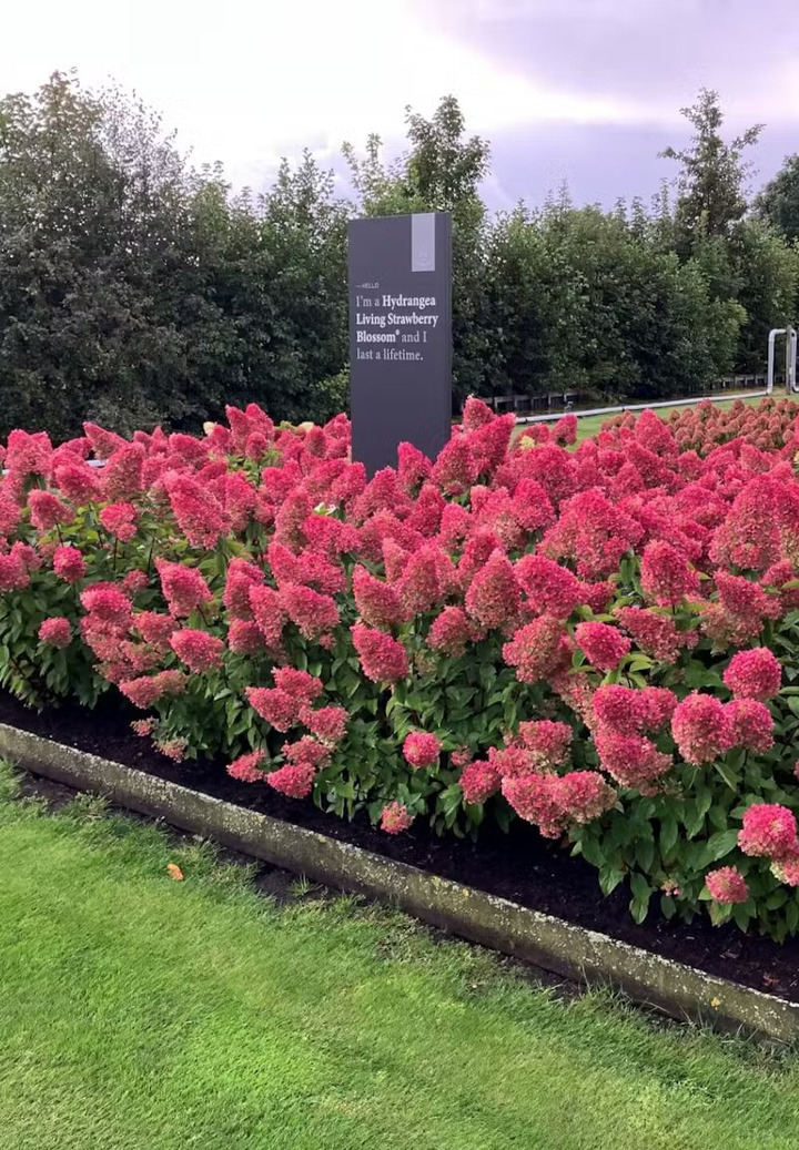 Šluotelinė hortenzija (Lot Hydrangea pan.) 'Living Strawberry Blossom®'  C2-ŠLUOTELINĖS HORTENZIJOS-HORTENZIJOS
