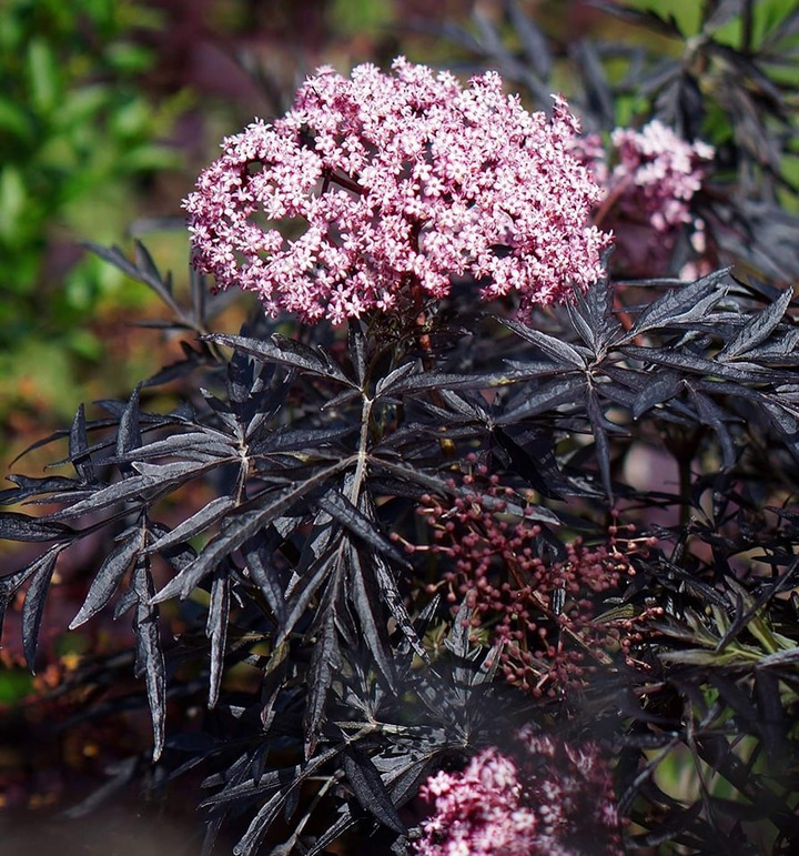 Šeivamedis juodauogis (Lot Sambucus nigra) 'Cherry Lace' C10 | ŠEIVAMEDŽIAI | KRŪMAI