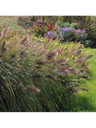 Soruolė Pašiaušėlinė( Lot. Pennisetum Alopecuroides) 'READ HEAD' Dydis C5-SORUOLĖS-SMILGOS - VARPINIAI AUGALAI