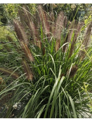 Soruolė Pašiaušėlinė( Lot. Pennisetum Alopecuroides) 'READ HEAD' Dydis C5-SORUOLĖS-SMILGOS - VARPINIAI AUGALAI